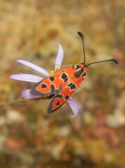 Zygaena hilaris