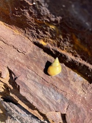 Littorininae