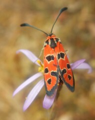 Zygaena hilaris