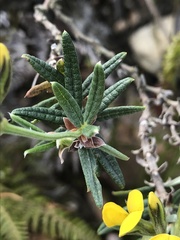 Rhynchosia chrysoscias