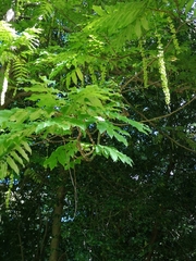 Pterocarya