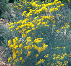 Euryops