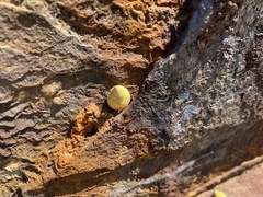 Littorininae