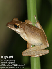 Polypedates megacephalus