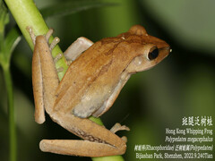 Polypedates megacephalus