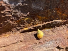 Littorininae