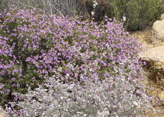 Felicia filifolia