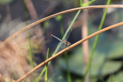 Diplacodes lefebvrii