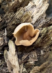 Peziza varia