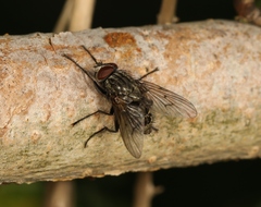 Helina evecta