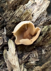 Peziza varia