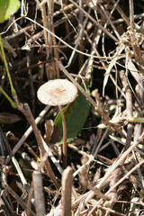 Physalacriaceae