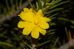 Hibbertia mucronata