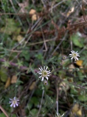Erigeron acris