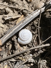 Oreohelix