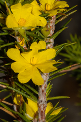 Hibbertia mucronata