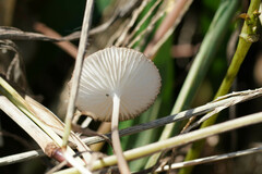 Physalacriaceae