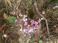 Cyclamen hederifolium
