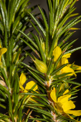 Hibbertia mucronata