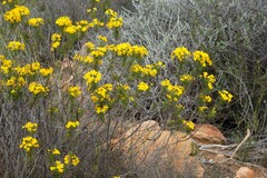 Euryops