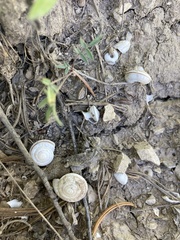 Oreohelix