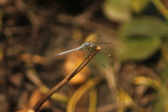 Hemistigma albipunctum