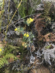 Rhynchosia chrysoscias