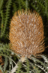 Banksia speciosa