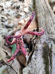 Clathrus archeri