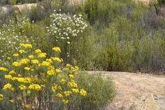 Euryops