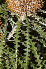 Banksia speciosa