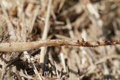 Physalacriaceae