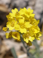 Aurinia leucadea
