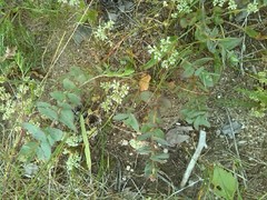 Hylotelephium telephium