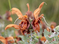 Salvia aurea