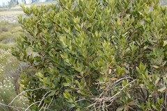 Hyaenanche globosa