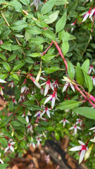 Fuchsia magellanica