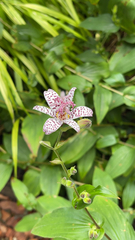 Tricyrtis formosana
