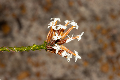 Lysinema