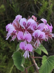 Pelargonium cordifolium
