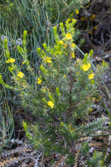 Hibbertia mucronata