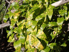 Puccinia myrsiphylli