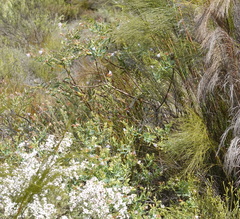 Lobostemon glaucophyllus