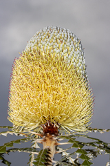Banksia speciosa