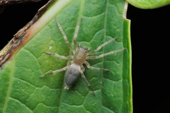 Clubionidae
