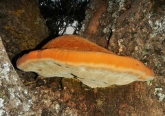 Inonotus