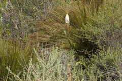 Bulbinella cauda-felis