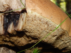 Leccinum versipelle