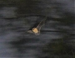 Pipistrellus