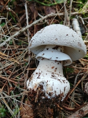 Amanita excelsa